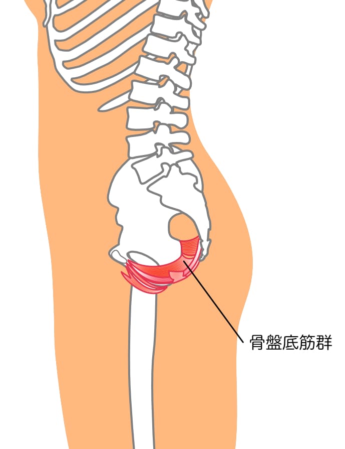 骨盤底筋
