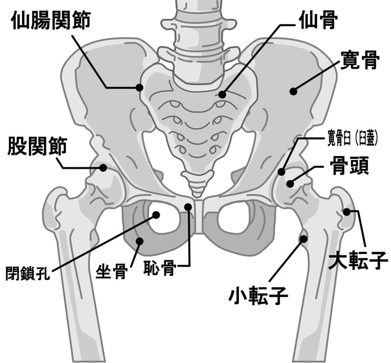 仙腸関節